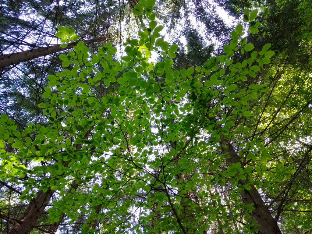 На Витоша от https://inthebeniskitchen.com/